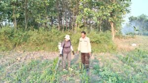 Polisi dan Petani Bersinergi, Polsek Purwosari Dampingi Budidaya Jagung