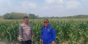 Polri Hadir Dampingi Petani, Bhabinkamtibmas Blimbinggede Pantau Perawatan Tanaman Jagung