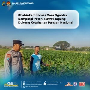 Bhabinkamtibmas Desa Ngablak Dampingi Petani Rawat Jagung, Dukung Ketahanan Pangan Nasional